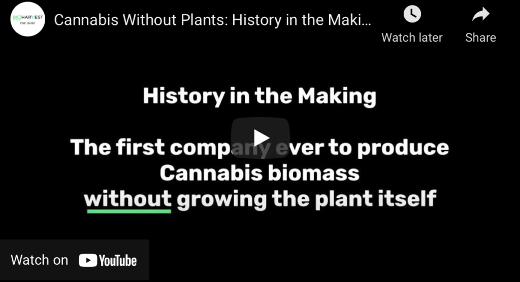 BioHarvest Sciences has broken plant biology scientific barriers by becoming the first company ever to produce Cannabis without growing the plant itself. The breakthrough technology produces Cannabis biomass with over 90% pure trichomes (the natural mini-factories that produce the Cannabinoids) at a density (# per mm squared) of 100-200 X the ones on a regular plant.
